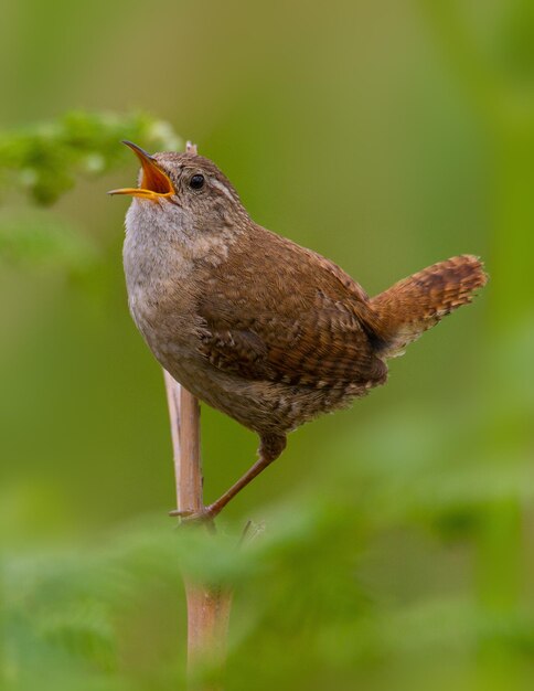 Un gros plan d'un oiseau perché sur une plante