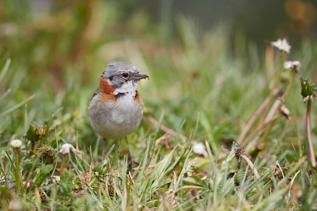 Un gros plan d'un oiseau perché sur une plante