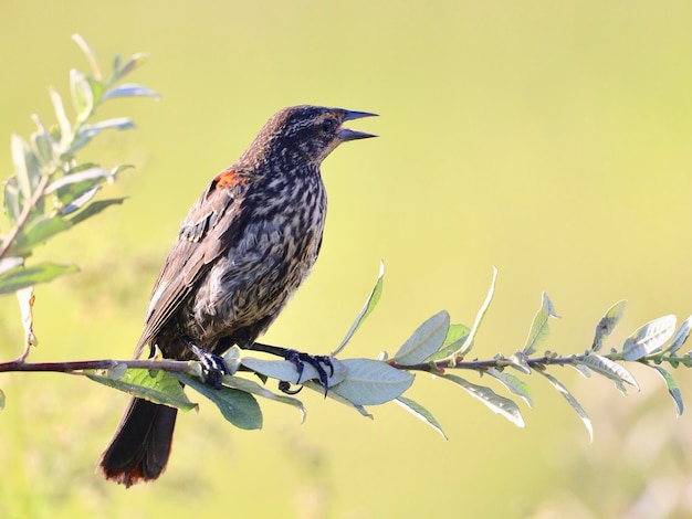 Photo un gros plan d'un oiseau perché sur une plante