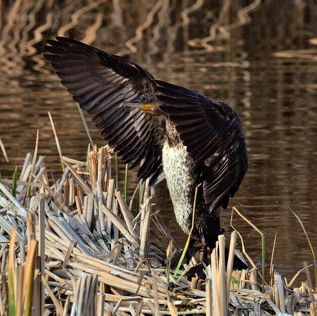 Photo un gros plan d'un oiseau perché sur une plante