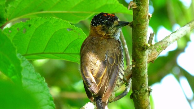 Un gros plan d'un oiseau perché sur une plante