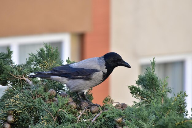 Photo un gros plan d'un oiseau perché sur une plante