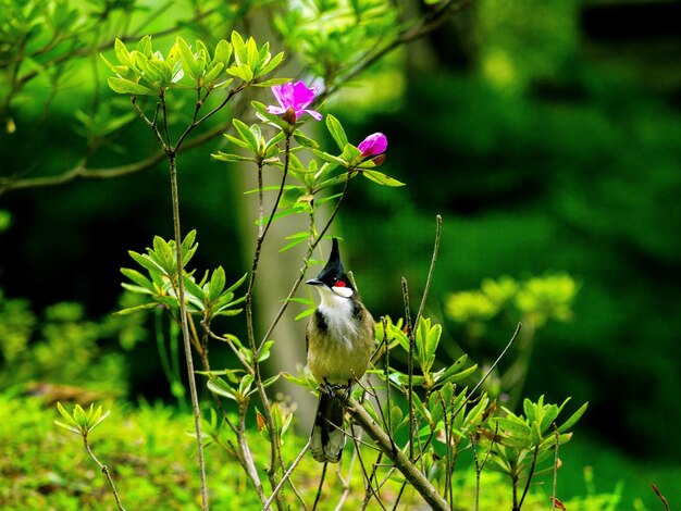 Photo un gros plan d'un oiseau perché sur une plante