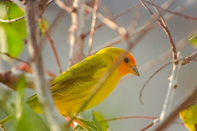 Un gros plan d'un oiseau perché sur une plante