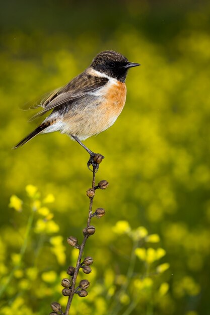 Un gros plan d'un oiseau perché sur une plante