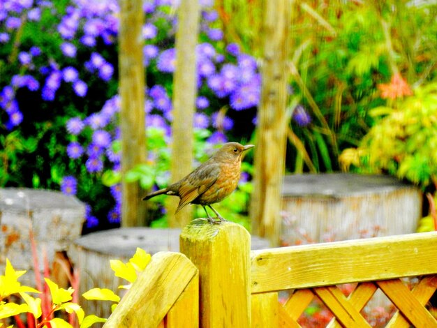 Un gros plan d'un oiseau perché sur un poteau de bois