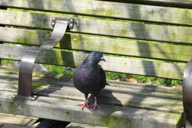 Un gros plan d'un oiseau perché sur un poteau de bois