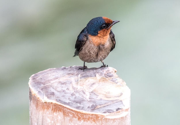 Un gros plan d'un oiseau perché sur un poteau de bois