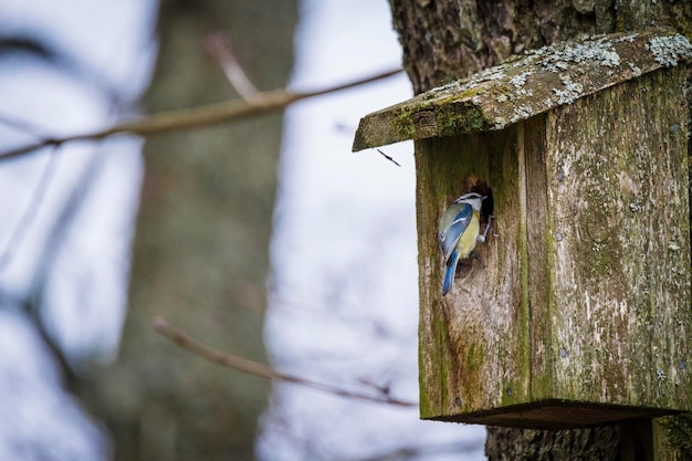 Photo un gros plan d'un oiseau perché sur un poteau de bois