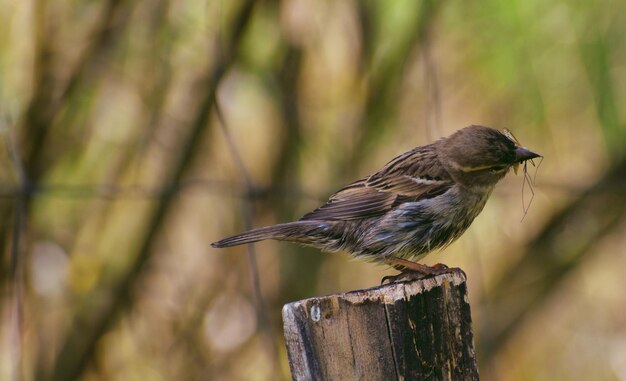 Photo un gros plan d'un oiseau perché sur un poteau de bois