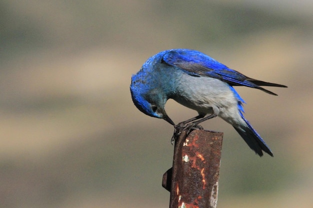 Photo un gros plan d'un oiseau perché sur un poteau de bois