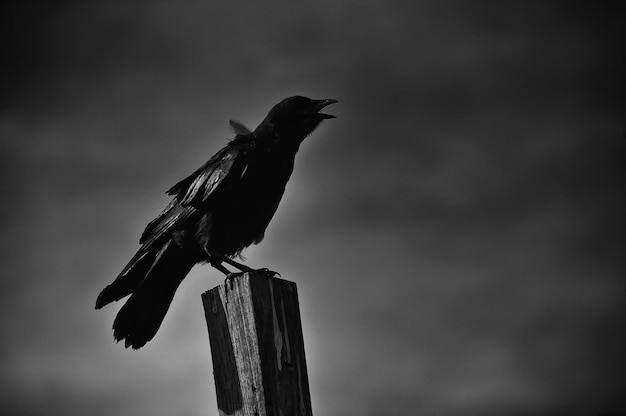 Un gros plan d'un oiseau perché sur un poteau de bois