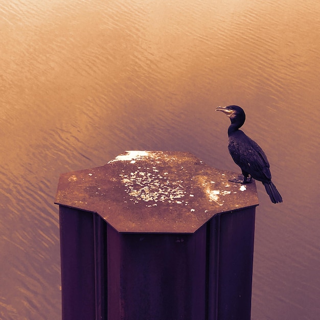 Photo un gros plan d'un oiseau perché sur le rivage