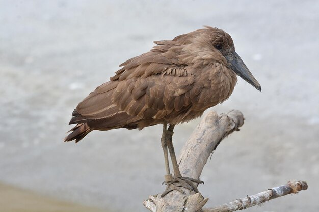 Un gros plan d'un oiseau perché sur le rivage