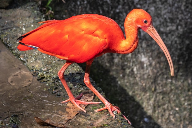 Photo un gros plan d'un oiseau perché sur un rocher