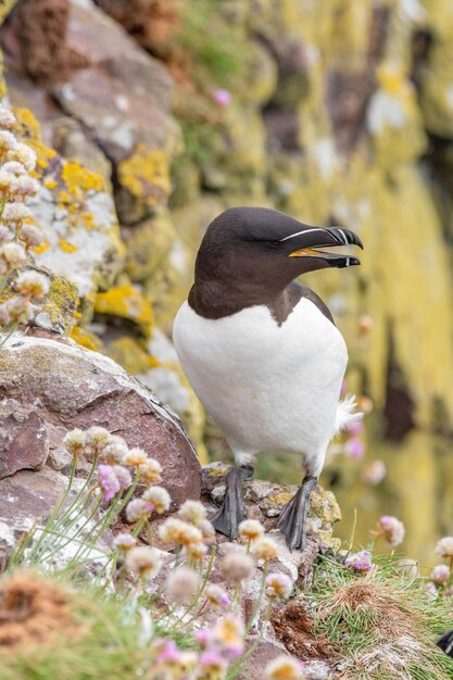 Photo un gros plan d'un oiseau perché sur un rocher