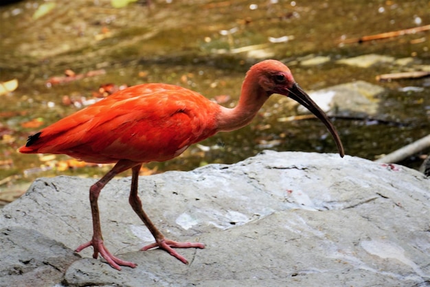 Photo un gros plan d'un oiseau perché sur un rocher