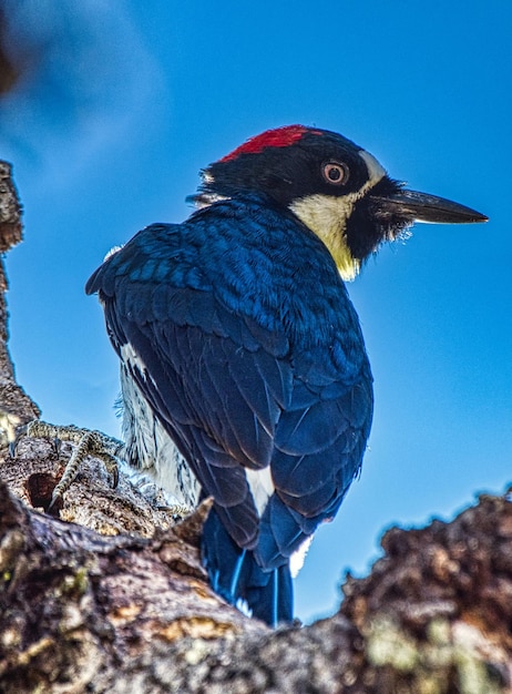 Un gros plan d'un oiseau perché sur un rocher