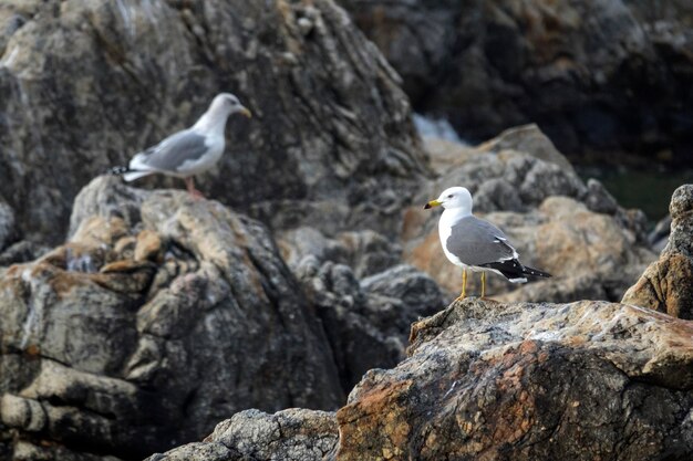 Photo un gros plan d'un oiseau perché sur un rocher