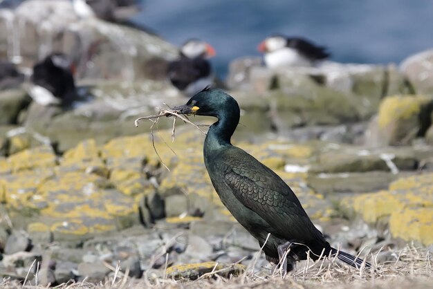 Un gros plan d'un oiseau perché sur un rocher