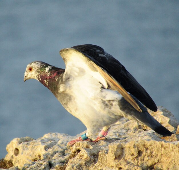 Photo un gros plan d'un oiseau perché sur un rocher