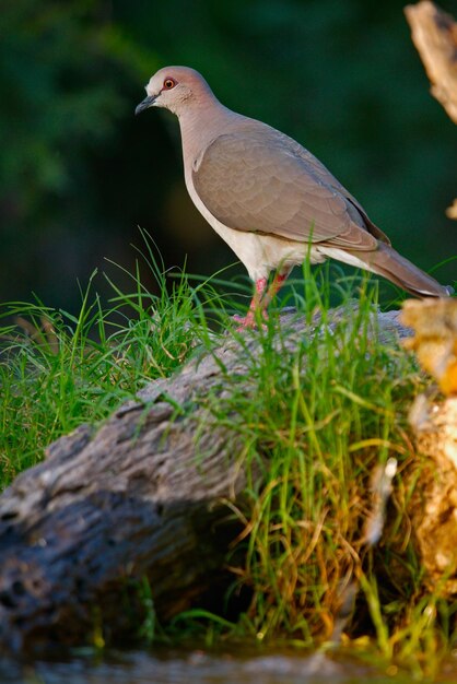 Un gros plan d'un oiseau perché sur un rocher