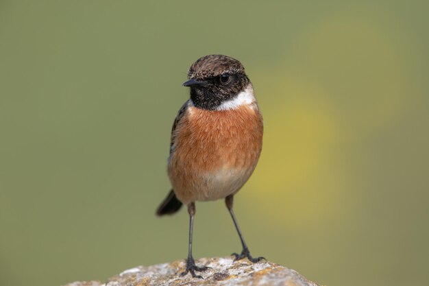 Un gros plan d'un oiseau perché sur un rocher