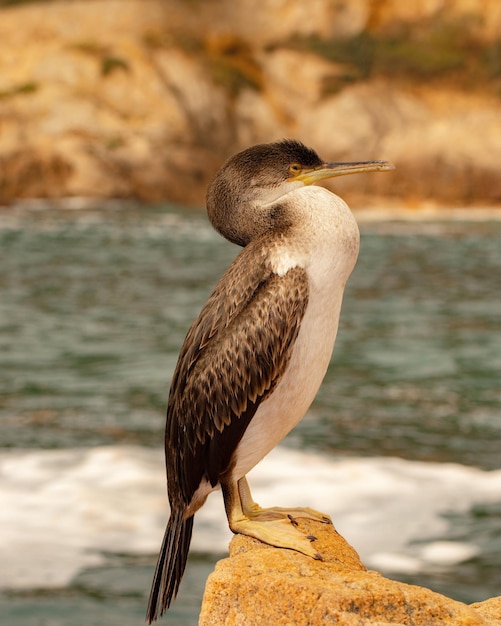 Photo un gros plan d'un oiseau perché sur un rocher