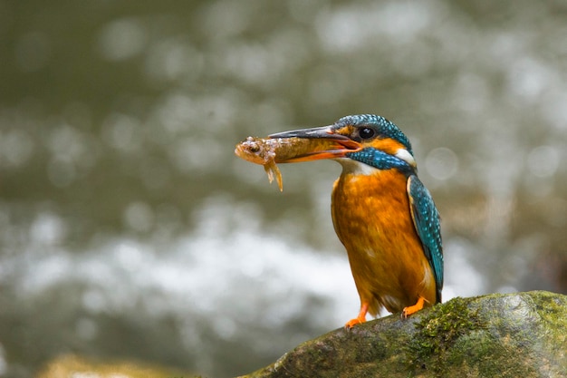 Photo un gros plan d'un oiseau perché sur un rocher