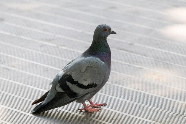 Photo un gros plan d'un oiseau perché sur le sol