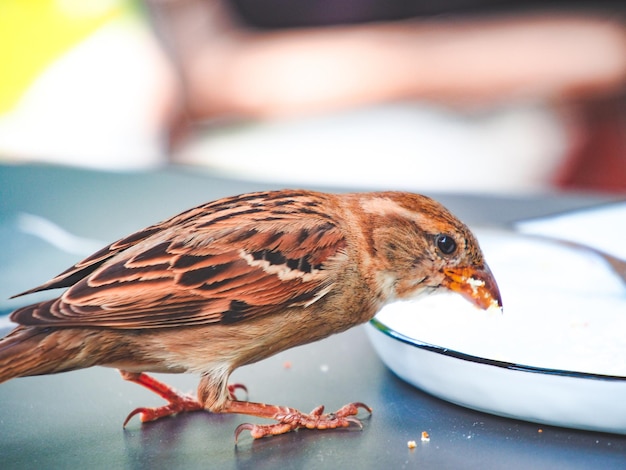 Photo un gros plan d'un oiseau perché sur une table