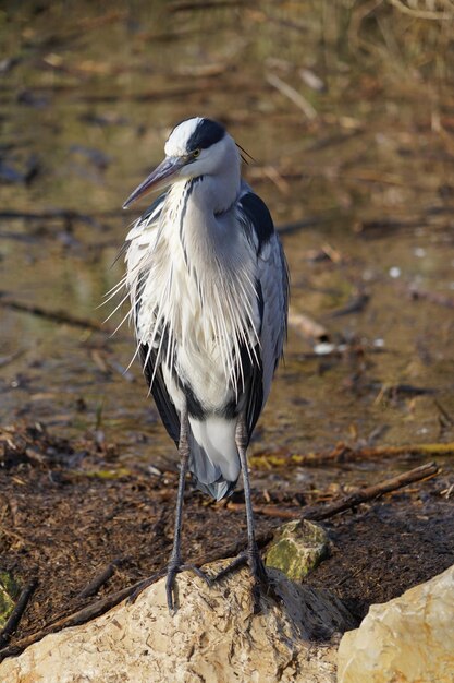 Photo un gros plan d'un oiseau perché sur une terre ferme