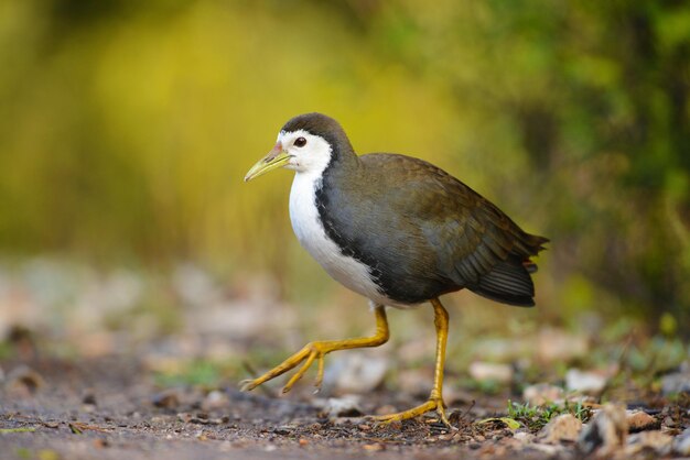 Photo un gros plan d'un oiseau perché sur une terre ferme