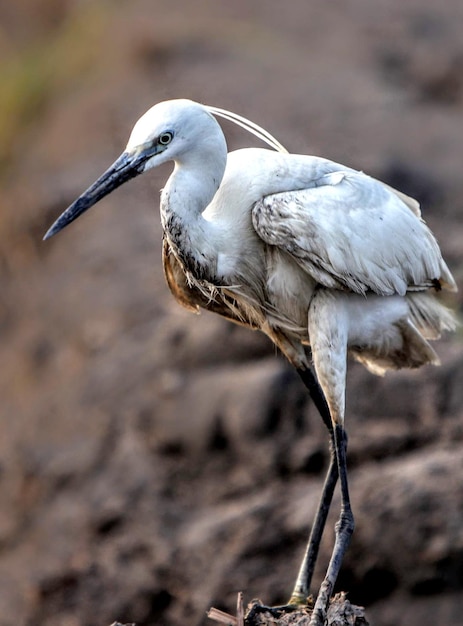 Un gros plan d'un oiseau perché sur la terre ferme