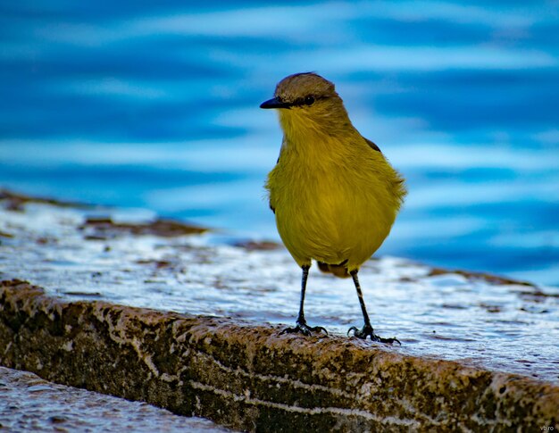 Photo un gros plan d'un oiseau perché sur une terre ferme