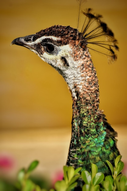 Photo un gros plan d'un oiseau qui détourne son regard