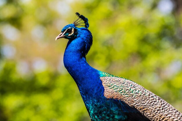 Un gros plan d'un oiseau qui détourne son regard