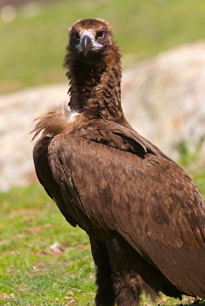 Photo un gros plan d'un oiseau qui détourne son regard