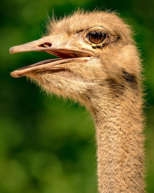 Un gros plan d'un oiseau qui détourne son regard