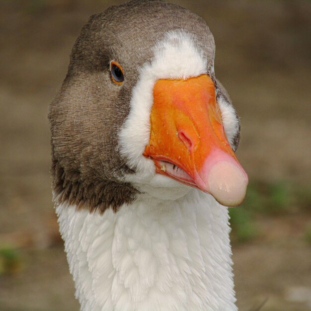 Photo un gros plan d'un oiseau qui détourne son regard