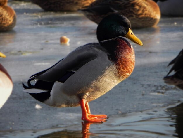 Photo un gros plan d'un oiseau sur le rivage