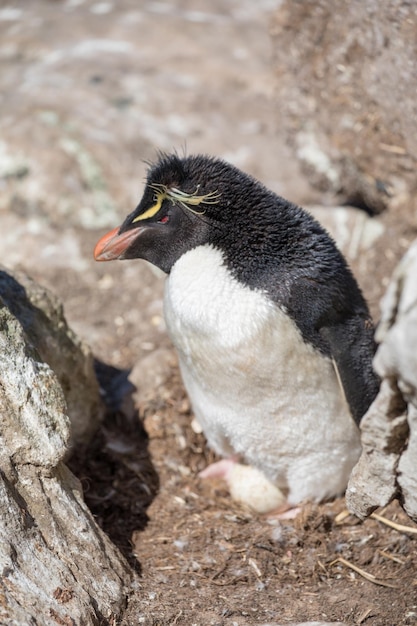 Photo un gros plan d'un oiseau sur un rocher