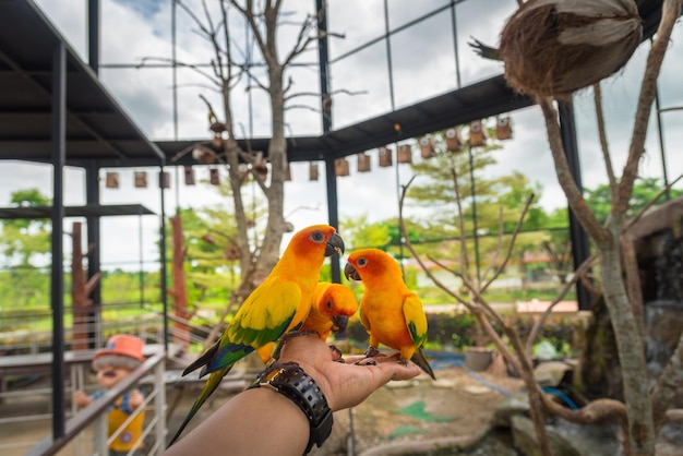 Photo un gros plan d'un oiseau tenant la main