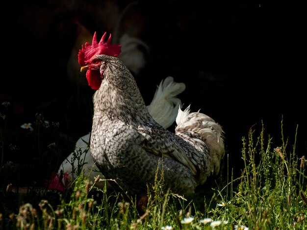 Un gros plan d'un oiseau sur le terrain