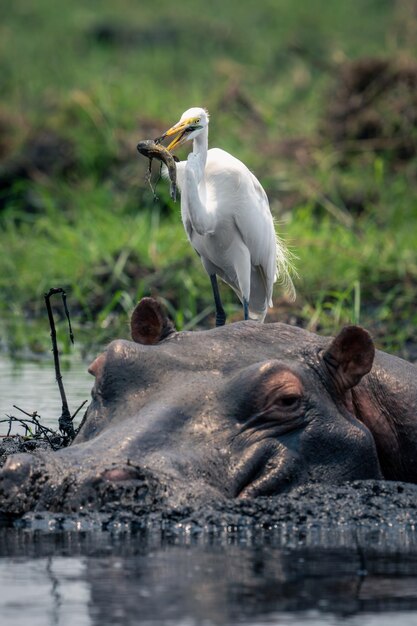 Photo un gros plan d'un oiseau sur le terrain