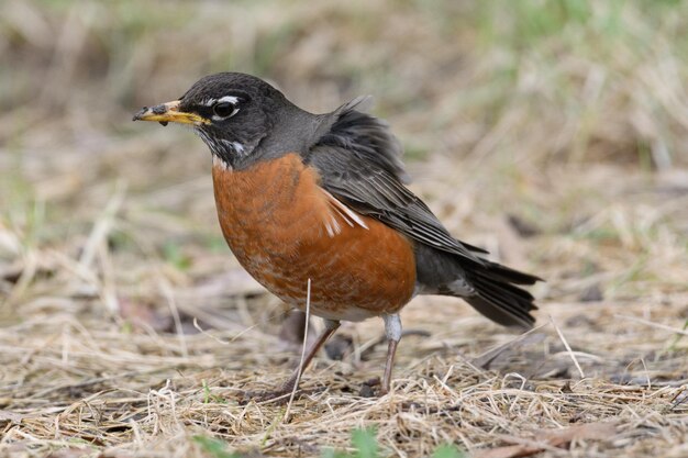 Un gros plan d'un oiseau sur le terrain