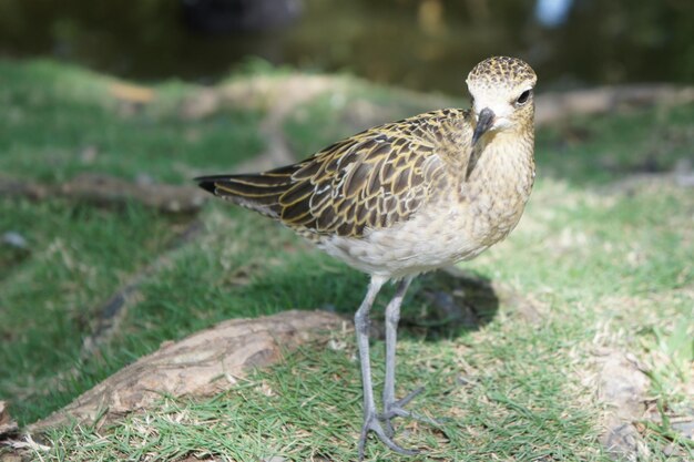 Un gros plan d'un oiseau sur le terrain