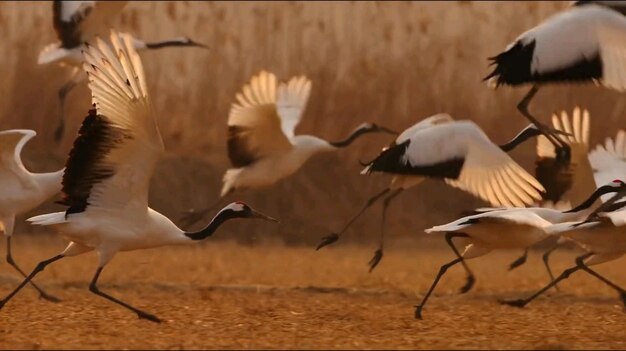 Photo un gros plan d'un oiseau sur le terrain