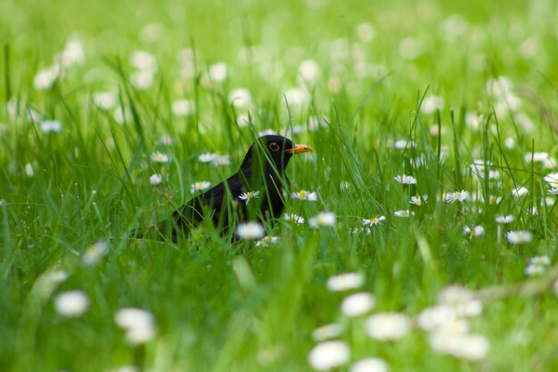 Un gros plan d'un oiseau sur le terrain