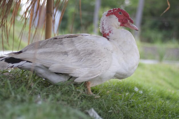 Photo un gros plan d'un oiseau sur le terrain